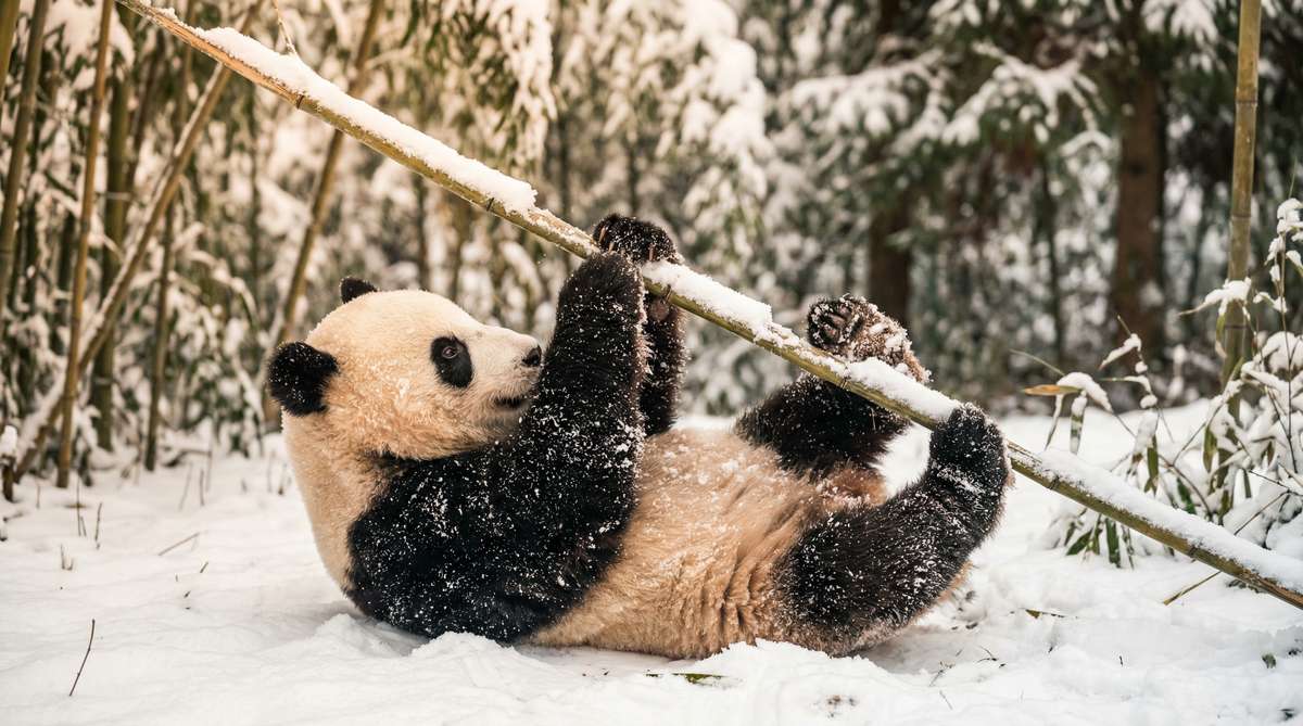 暗网今日推荐熊猫视频