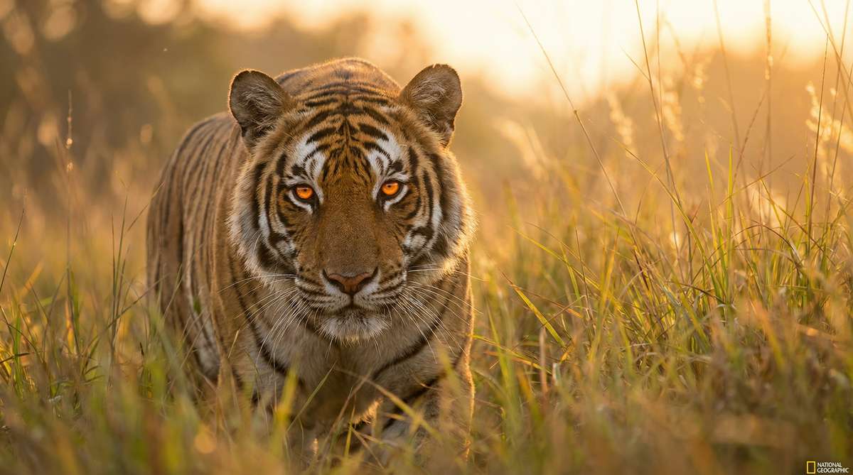 暗网今日推荐老虎视频